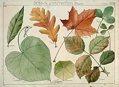 Étude de feuilles diverses.