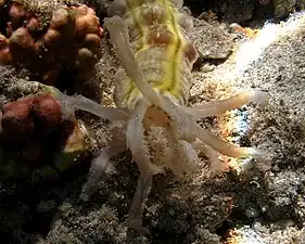Bouche ouverte et tentacules déployés.