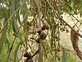 Fruit