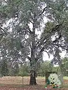 Arbre âgé.