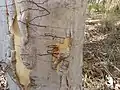 Écorce avec les sillons d'une espèce d'Ogmograptis.
