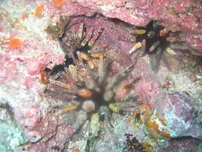 Eucidaris galapagensis