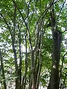Arbre.