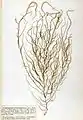 Eudesme virescens, planche de l'herbier des frères Crouan (Pierre-Louis et Hippolyte-Marie).