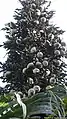 Infrutescence terminale