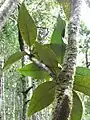 Feuille de Bois clou