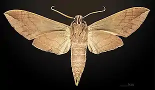 Eumorpha satellitia excessus - revers
