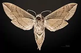 Eumorpha satellitia posticatus mâle - revers