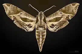 Eumorpha satellitia