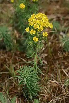 Euphorbe petit cyprès