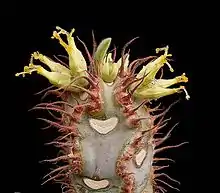 Haut de la tige d'une plante succulente et épineuse, à fleurs jaunes