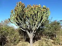 Euphorbia ingens&nbsp;(en)