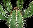 Les glochides jaunes d'Opuntia howeyi&nbsp;(de), les zébrures sur les feuilles de l'Aloès maculé et les côtes grisâtres sillonnant la tige de l'Euphorbe vireuse, présentent des couleurs aposématiques avertissant les prédateurs de la spinescence propre à protéger ces plantes contre les mammifères herbivores.