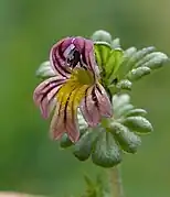 Euphrasia hirtella (Allemagne).