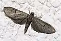 Eupithecia innotata  (Hufnagel, 1767)