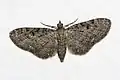 Eupithecia virgaureata  Doubleday, 1861