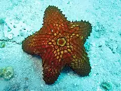 Euretaster insignis (Velatida).