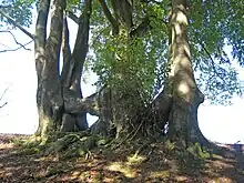 Fusion (anastomose) de trois hêtres via leur tronc. (Ster (Stavelot), Belgique)