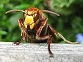 Frelon, vu de face