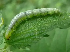 Chenille sur feuille d'ortie