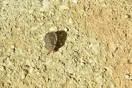 Eurygaster hottentotta.