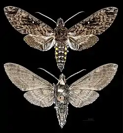 Euryglottis albostigmata.