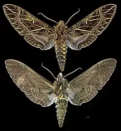Euryglottis aper.