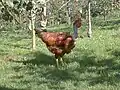 Coq lepasoila