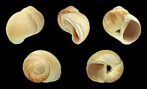 Euspira fusca