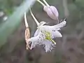 Fleur
