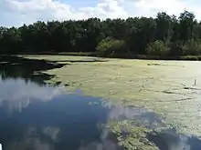 Lac eutrophié.