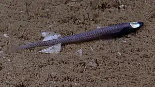 Rare observation d'un Ipnops par l'expédition abyssale Okeanos Explorer en 2012.