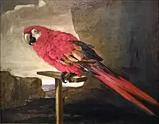 Ara sur son perchoir (peinture du XVIIe&nbsp;siècle)