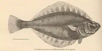 Cleisthenes pinetorum.