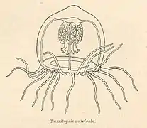 Turritopsis nutricula (Oceanidae)