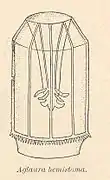 Aglaura hemistoma