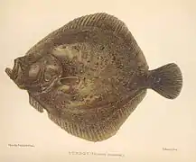 Reinhardtius hippoglossoides.