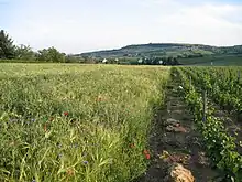 Vignes et céréales.