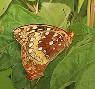 Speyeria cybele