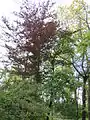 Fagus sylvatica Purpurea (mai 2014)