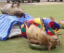Photographie d'un cochon déposé sur un panier avec une natte, et en arrière-plan un autre cochon, posé sur une palette de produits manufacturés.