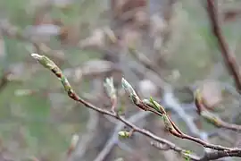 Bourgeons en mars