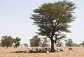 Faidherbia albida, un autre acacia omniprésent, a un rôle dans l'amélioration physico-chimique des sols. On le trouve par strates variées (arborées, arbustives, buissonnantes).