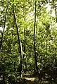 Forêt de Pisonia grandis.