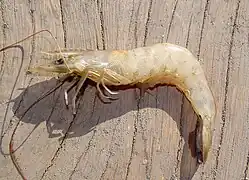 Farfantepenaeus paulensis