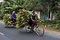 Agriculteurs transportant du maïs sur des vélos roadsters en Indonésie