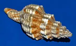 Fusinus syracusanus