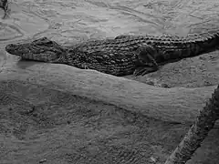 Le crocodile du Nil