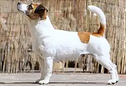 Une femelle jack russell terrier.