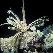 Lamprometra palmata en Mer Rouge.